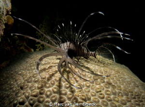 Lion fish by night by Marc Van Den Broeck 